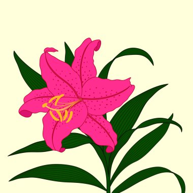 Hafif bir arka plan üzerinde güzel Lily çiçek.