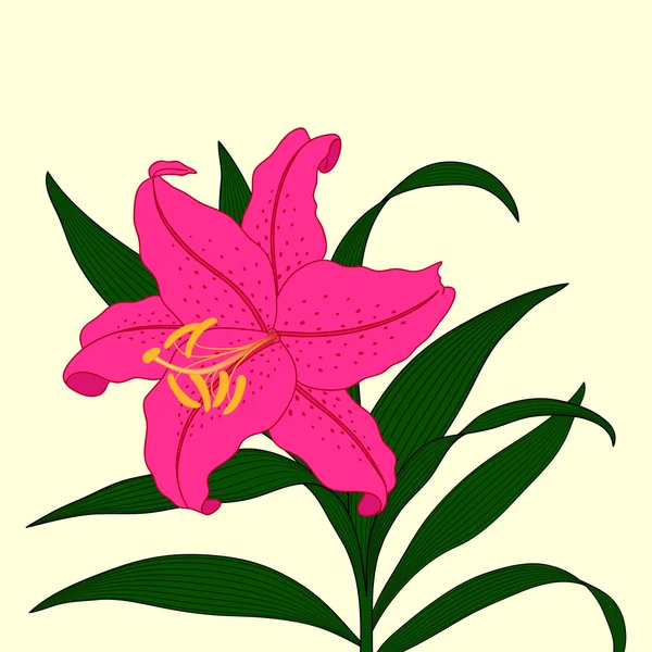 Hafif bir arka plan üzerinde güzel Lily çiçek.