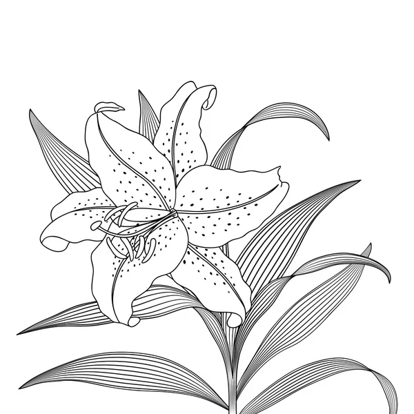 Hafif bir arka plan üzerinde güzel Lily çiçek.