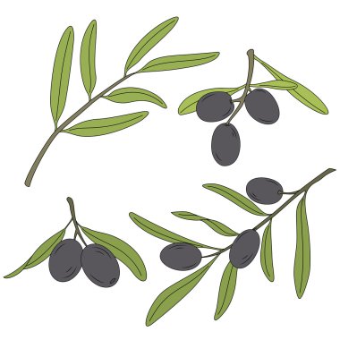 Zeytin zeytin dalı.