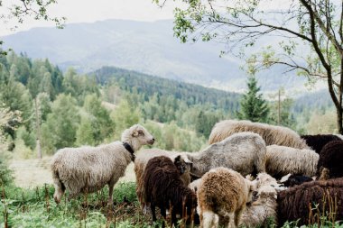 Dağlarda koyun sürüsü. Çiftlikteki yeşil alanda koyunlar ve koçlar. Hayvanlardan yün üretimi.