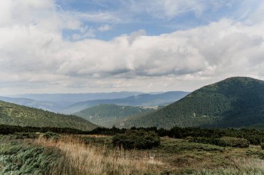 Sis ve yağmurla kaplı Dağ Hoverla. Karpatlar 'ın dağlarındaki ladin. Ukrayna 'nın güzel doğası. Ülkemizde turizm. Doğayla birlik.