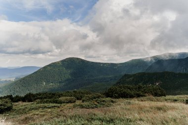 Sis ve yağmurla kaplı Dağ Hoverla. Karpatlar 'ın dağlarındaki ladin. Ukrayna 'nın güzel doğası. Ülkemizde turizm. Doğayla birlik.