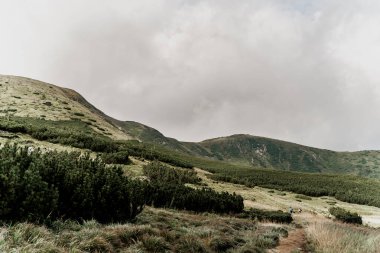 Sis ve yağmurla kaplı Dağ Hoverla. Karpatlar 'ın dağlarındaki ladin. Ukrayna 'nın güzel doğası. Ülkemizde turizm. Doğayla birlik.