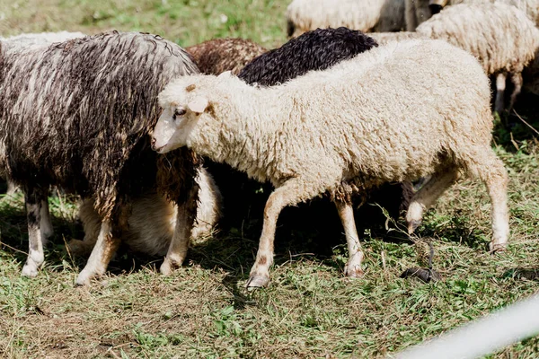 Schafe Und Widder Auf Der Grünen Wiese Auf Dem Hof — Stockfoto