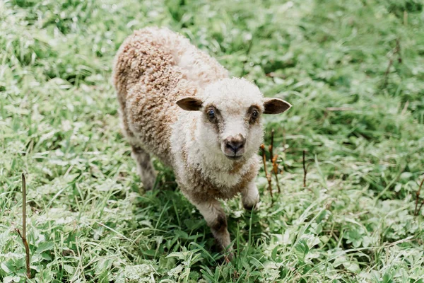 Lustige Schafe Blicken Auf Der Grünen Wiese Die Kamera Glückliches — Stockfoto