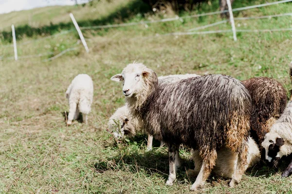 Schafe Und Widder Auf Der Grünen Wiese Auf Dem Hof — Stockfoto