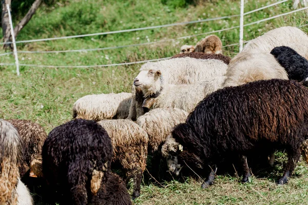 Owce Barany Zielonym Polu Farmie Produkcja Wełny Zwierząt Stado Owiec — Zdjęcie stockowe