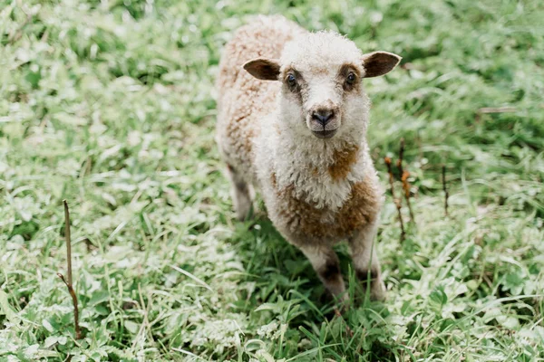 Lustige Schafe Blicken Auf Der Grünen Wiese Die Kamera Glückliches — Stockfoto