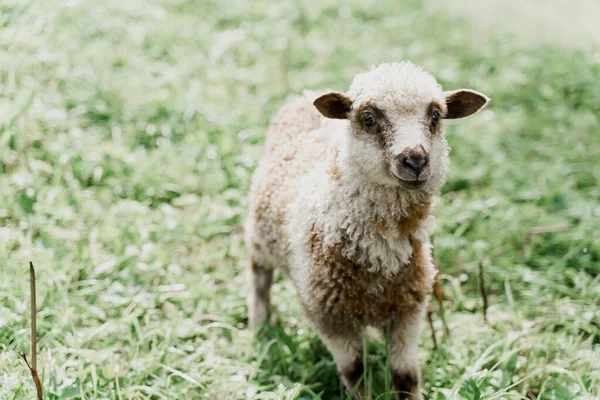 Lustige Schafe Aus Nächster Nähe Auf Der Grünen Wiese Glückliches — Stockfoto