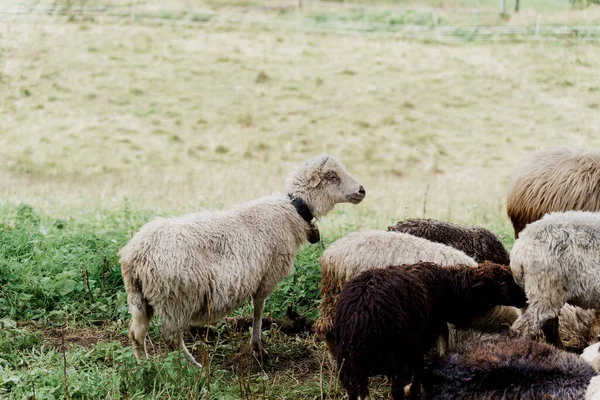 Owce Barany Zielonym Polu Farmie Produkcja Wełny Zwierząt Stado Owiec — Zdjęcie stockowe