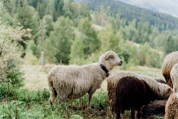 Får Och Baggar Det Gröna Fältet Gården Produktion Ull Från — Stockfoto