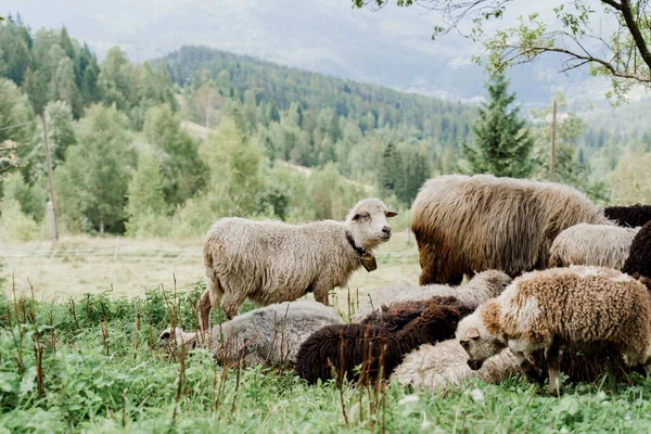 Flock of sheep in the mountains. Sheeps and rams on the green field on the farm. Production of wool from animals.