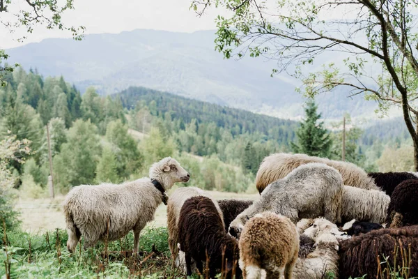 Flock Får Bergen Får Och Baggar Det Gröna Fältet Gården — Stockfoto