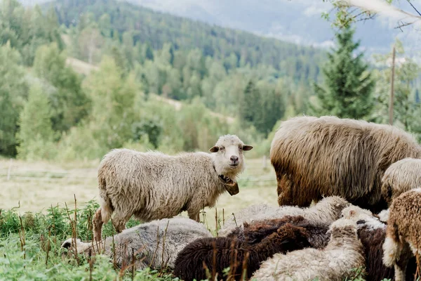 Flock Får Bergen Får Och Baggar Det Gröna Fältet Gården — Stockfoto