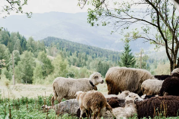 Flock Får Bergen Får Och Baggar Det Gröna Fältet Gården — Stockfoto