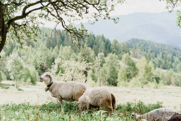 Stado Owiec Górach Owce Barany Zielonym Polu Farmie Produkcja Wełny — Zdjęcie stockowe