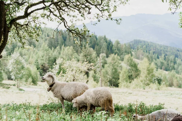 Flock Får Bergen Får Och Baggar Det Gröna Fältet Gården — Stockfoto