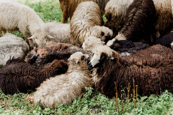 Stado Owiec Górach Owce Barany Zielonym Polu Farmie Produkcja Wełny — Zdjęcie stockowe