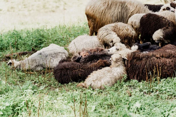 Flock Sheep Mountains Sheeps Rams Green Field Farm Production Wool — Stock Photo, Image