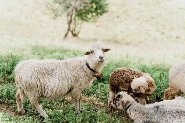 Schafherde Den Bergen Schafe Und Widder Auf Der Grünen Wiese — Stockfoto
