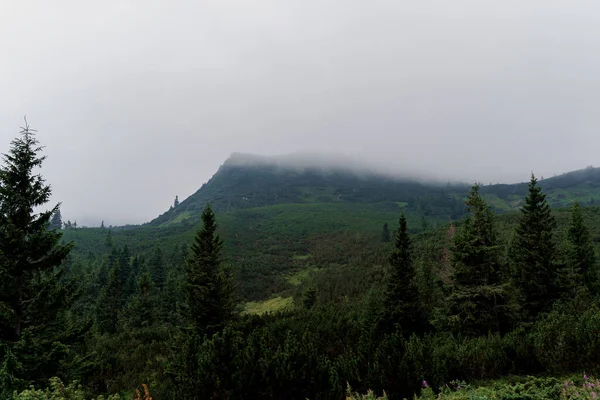 Έλατο Βροχερή Και Ομιχλώδη Μέρα Στα Καρπάθια Βουνά Όμορφη Φύση — Φωτογραφία Αρχείου