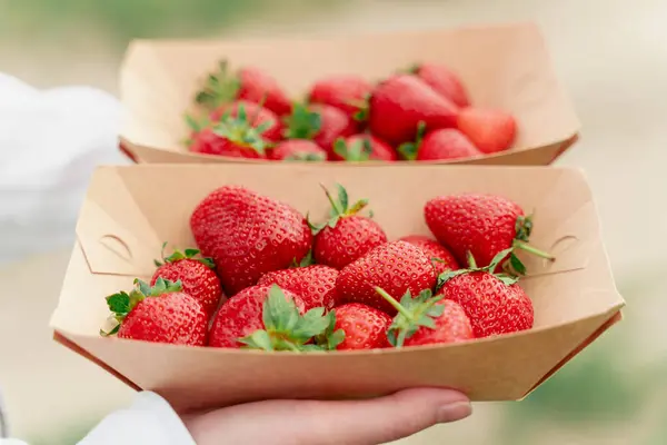 Strawberry Disposable Eco Plate Woman Hands Green Background — Stock Photo, Image