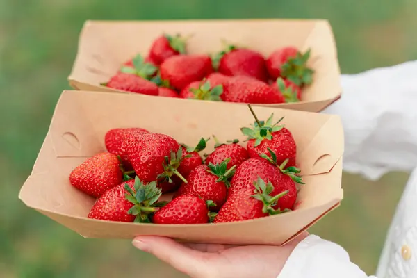 Strawberry Disposable Eco Plate Woman Hands Green Background — Stock Photo, Image