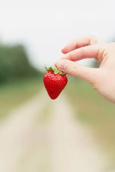 Holding Strawberry Hand Green Background Seasonal Red Berry — Stock Photo, Image
