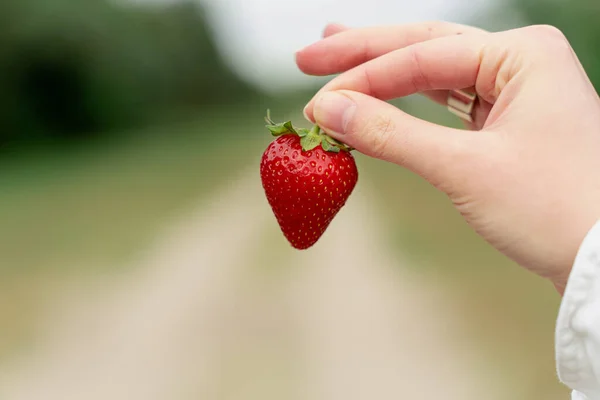 Holding Strawberry Hand Green Background Seasonal Red Berry — Stock Photo, Image