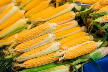 Mısır Türk pazarında satılıyor. Çiğ mısırla karşılık ver