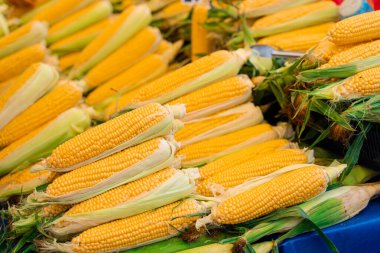 Mısır Türk pazarında satılıyor. Çiğ mısırla karşılık ver