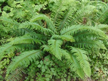 Ferns dağlar ormanda yapraklar