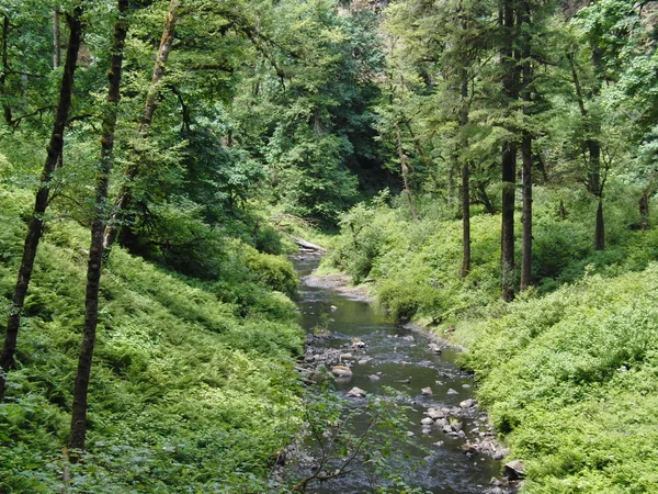 Gebirgsfluss fließt durch den grünen Wald — Stockfoto