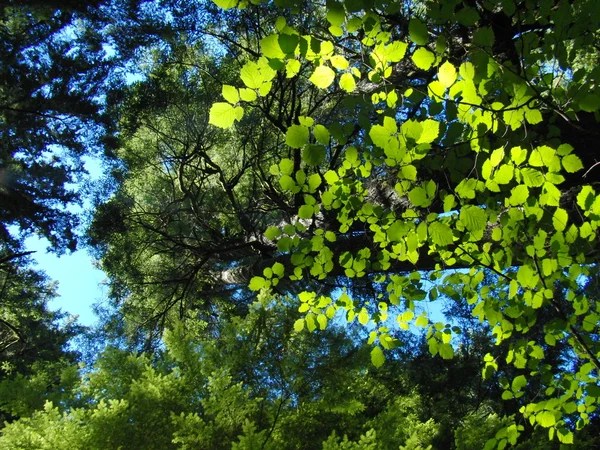 Hojas verdes con sol en el bosque montañoso — Foto de Stock
