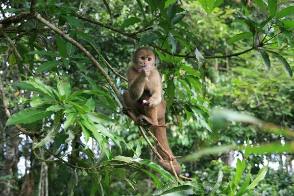 maymun Orman ağacı üzerinde