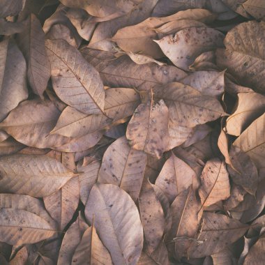 Sonbahar yaprakları yere dökülür.