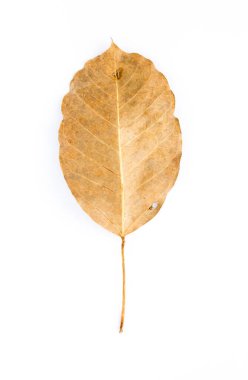sonbahar yaprağı beyaz arkaplanda izole edildi