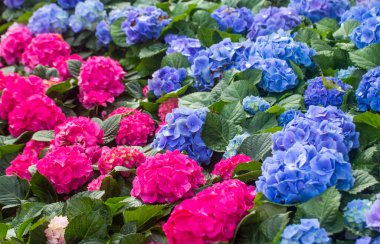 Bahçedeki renkli çiçeklerin manzarası