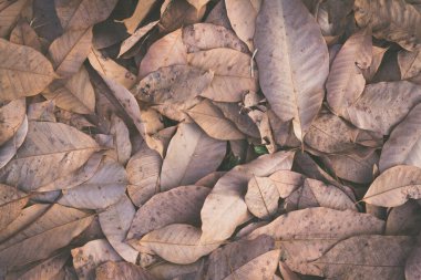 sonbahar yaprakları arkaplan dokusu