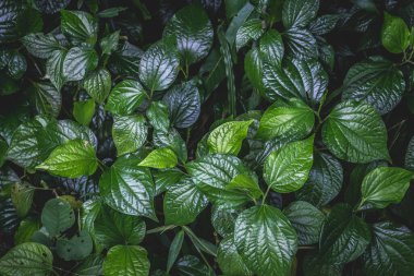 Bahçedeki tropik bitkilerin yeşil yaprakları