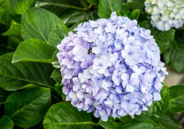 Bahçedeki ortanca çiçeklerinin manzarası