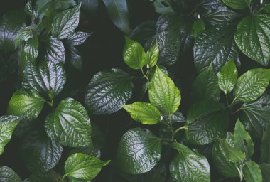  Güzel tropik yaprakların üst manzarası, yeşil arkaplan.