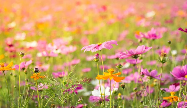Flores Cosmos Campo Verde — Fotografia de Stock