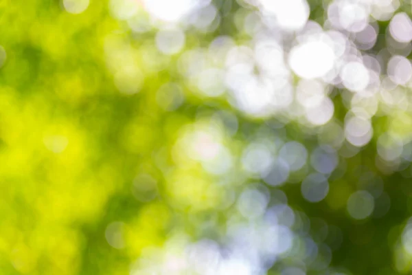 Green Bokeh Abstract Background — Stock Photo, Image