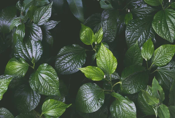 Bovenaanzicht Van Prachtige Tropische Bladeren Groene Achtergrond — Stockfoto