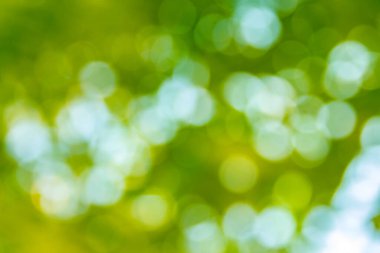 Bulanık bokeh doğa arkaplanı