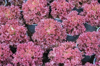 Bahçedeki saksılarda pembe çiçekler