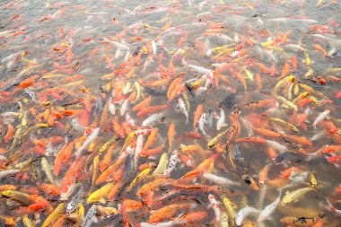 Gölette bir sürü Japon sazan balığı var.