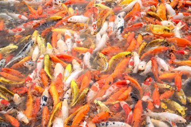 Gölette bir sürü Japon sazan balığı var.